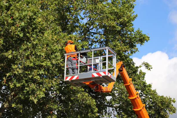 Best Root Management and Removal  in Goliad, TX